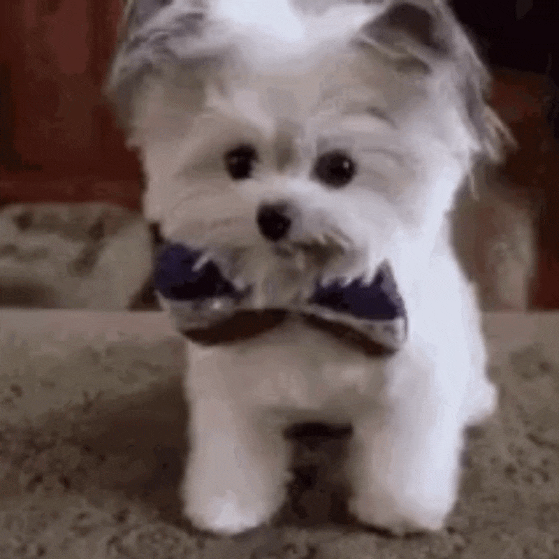 https://www.grouptogether.com/assets/%E2%80%9CHigh-Five%E2%80%9D-Dog-Meme.gif?v=1790611611